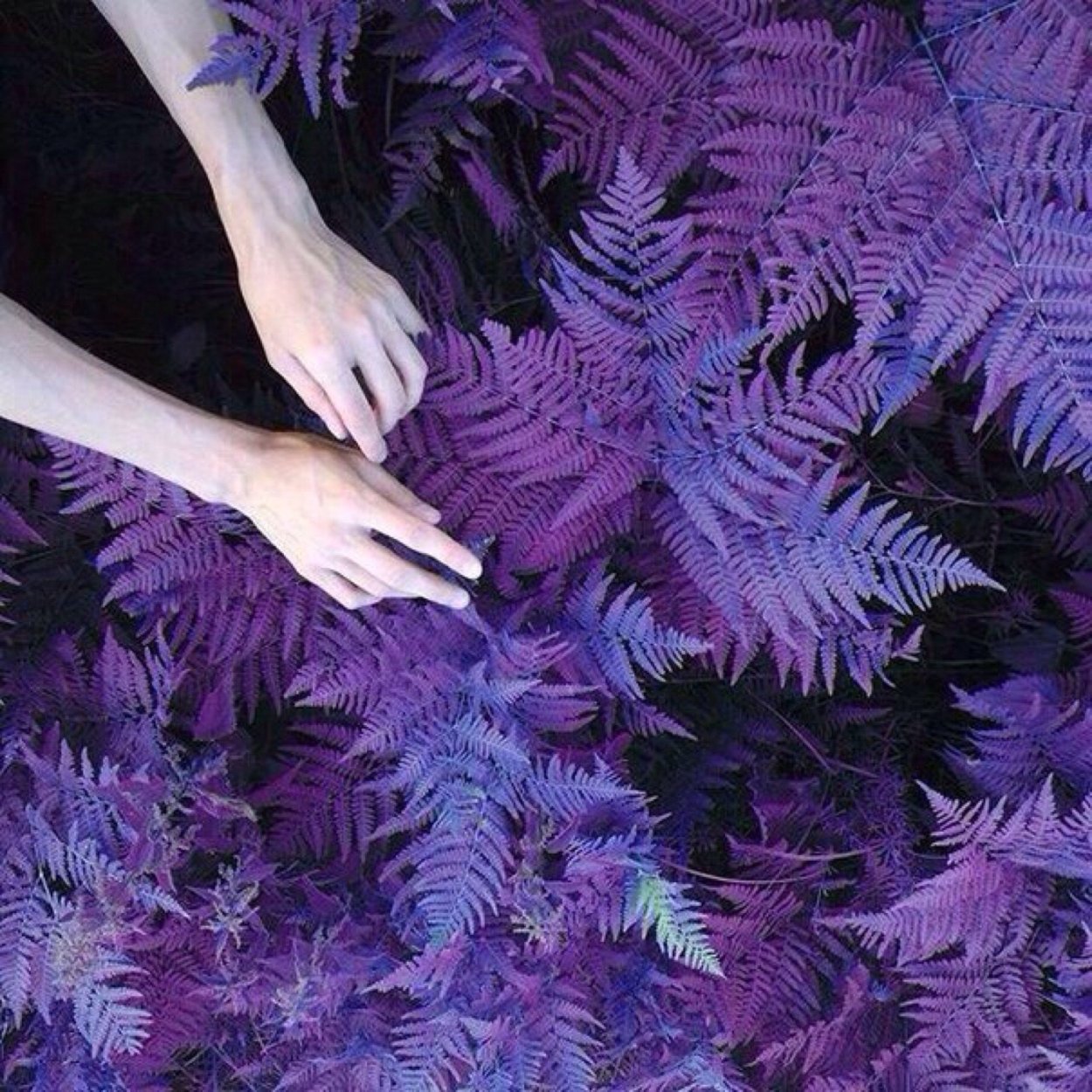 Эстетика фиолетового