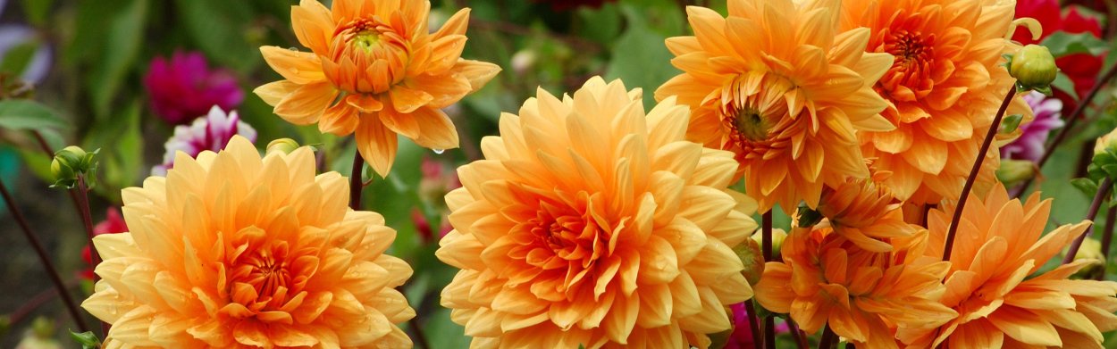 Георгина птица Феникс Аэлита