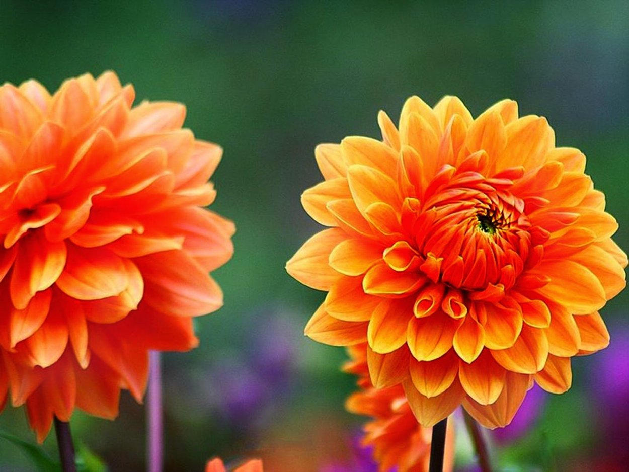 Георгин оранжевый обыкновенный