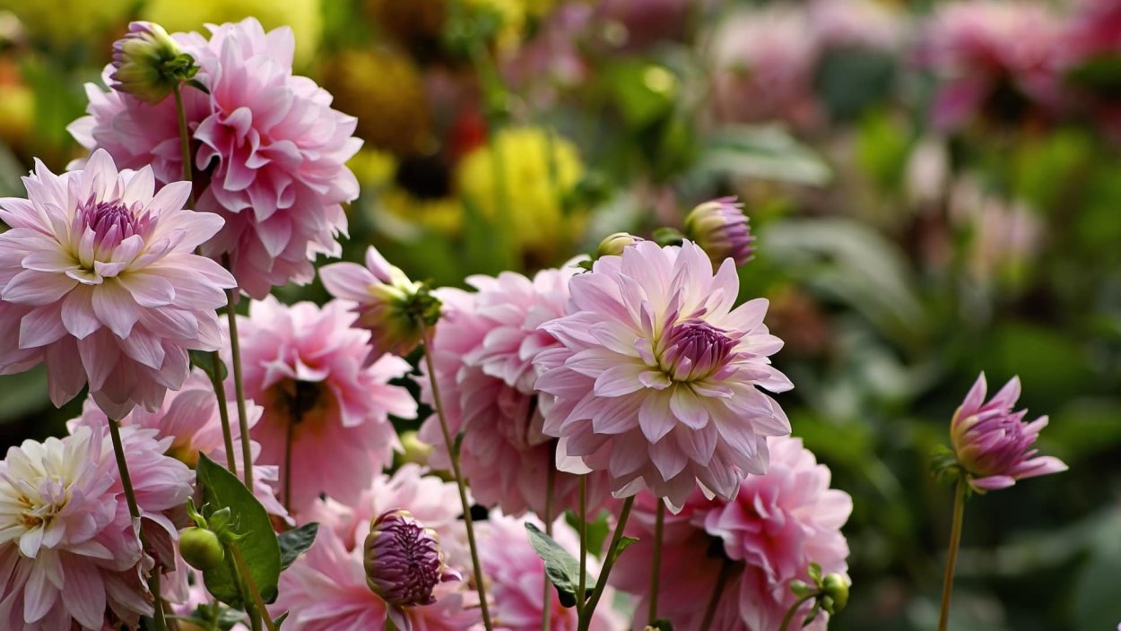 Плантации георгинов