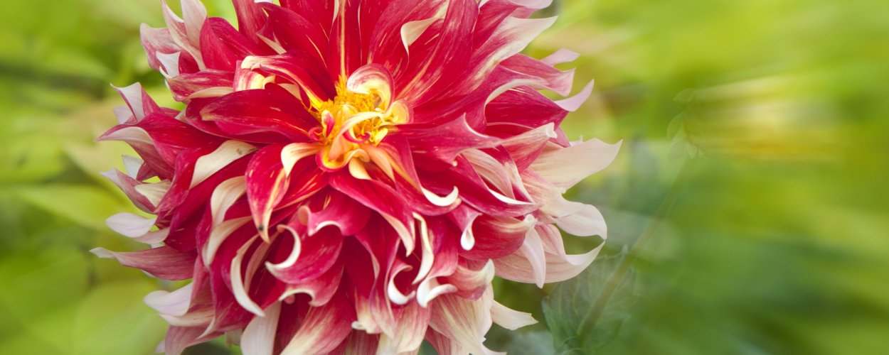 Алоэ Вера георгины