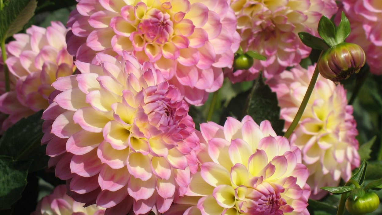 Георгина Джаст Мерид