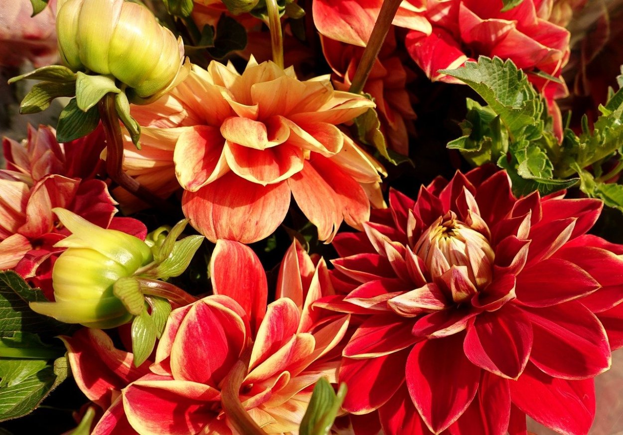 Королевский георгин