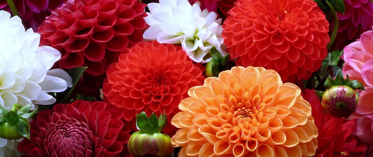 Георгины дружная семейка