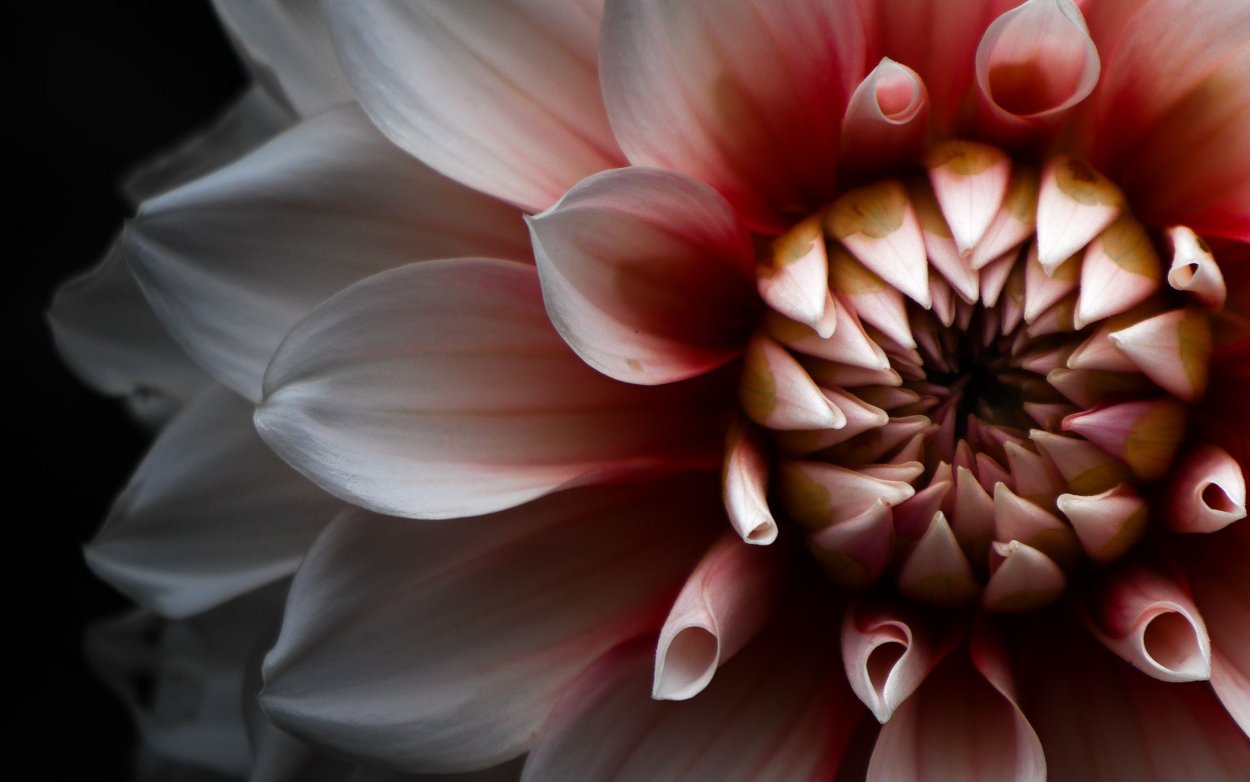 Лепесток георгина