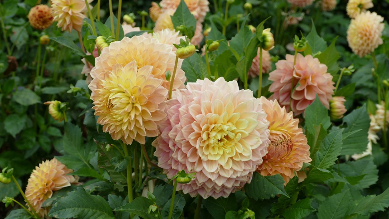 Уайт Ренова георгины