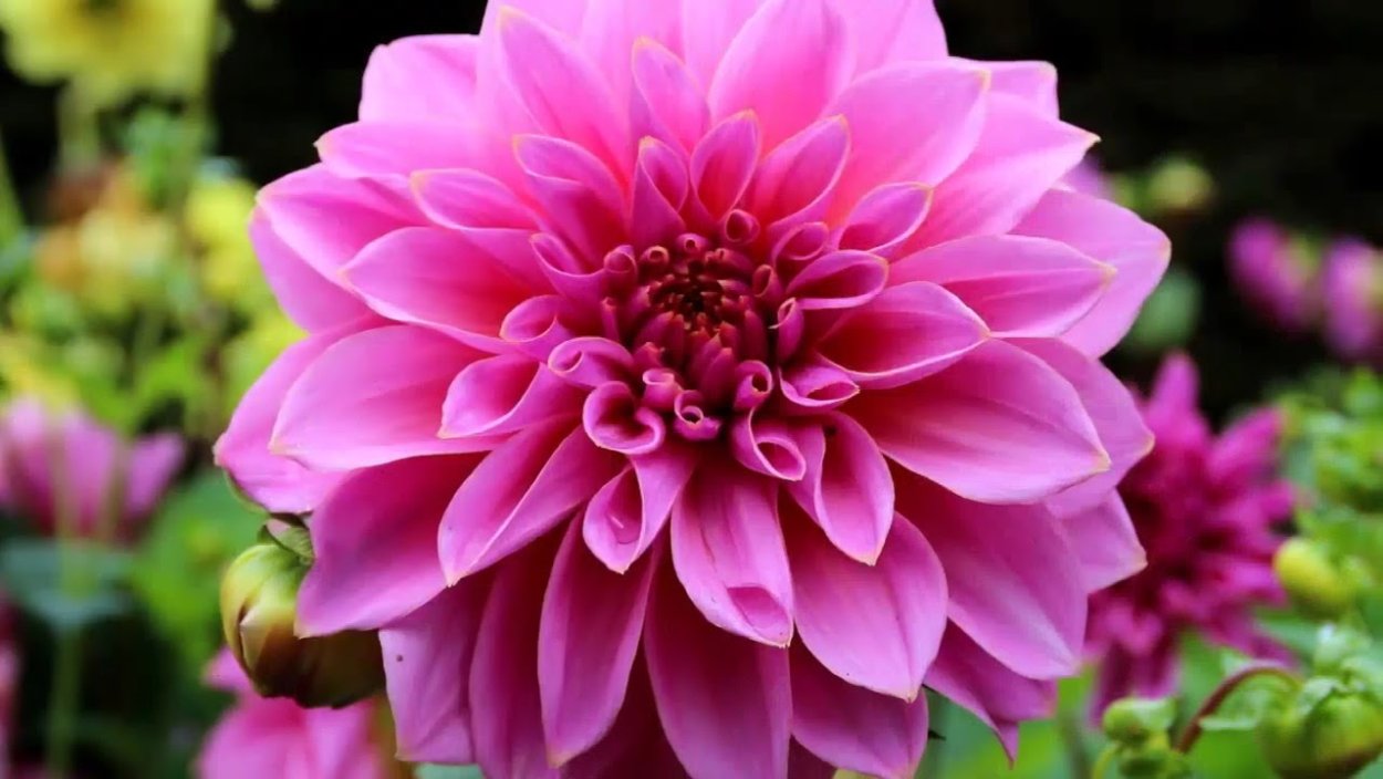 Осенние цветы фото