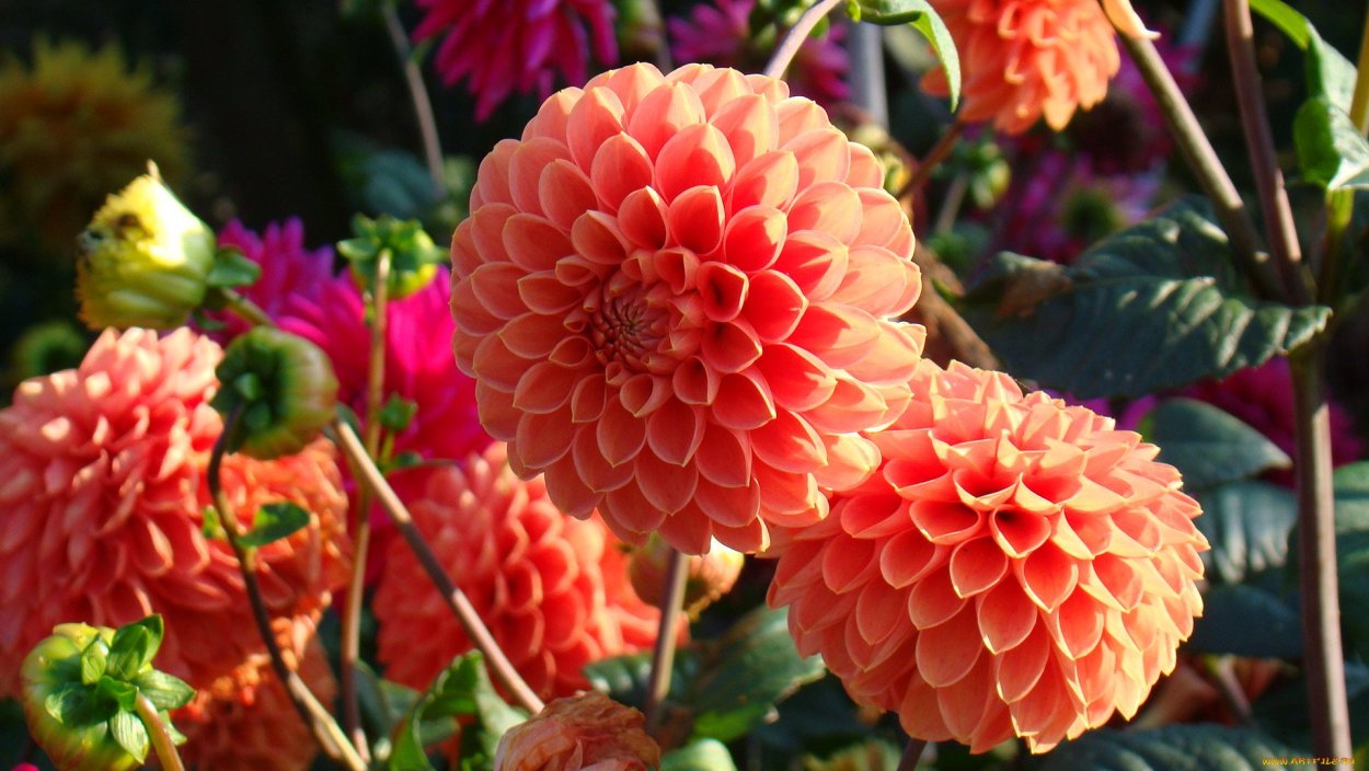 Георгины Браун Шугар