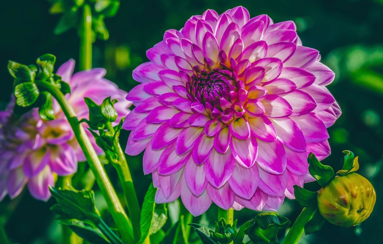 Георгины Dahlia