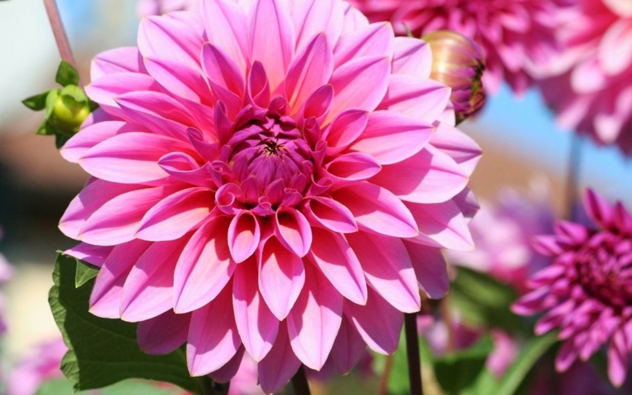 Георгина крем де Кассис