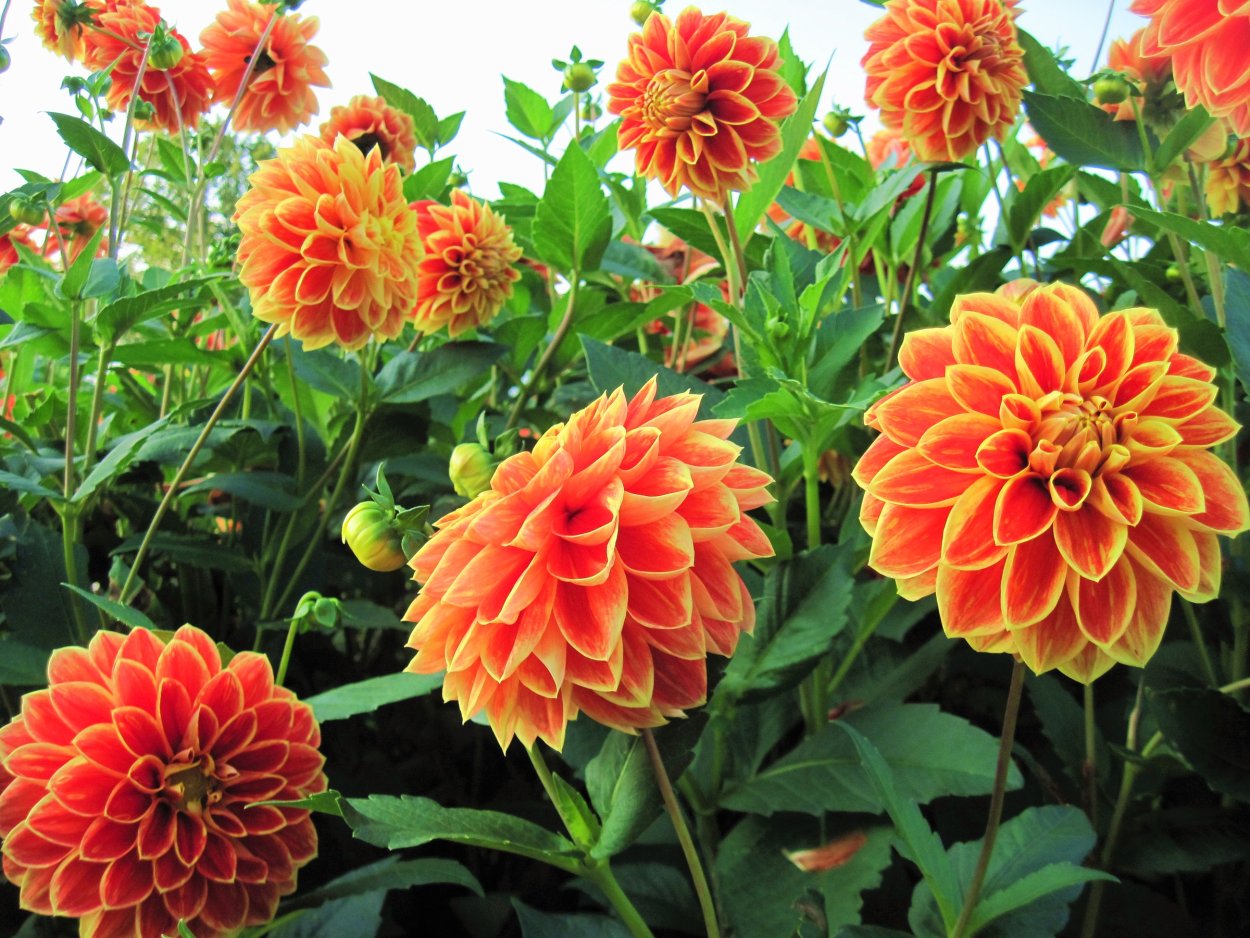 Георгина Виттем