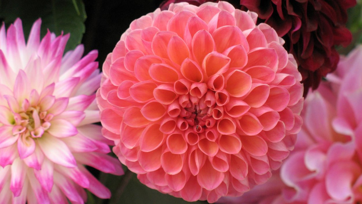 Георгина ред раннер