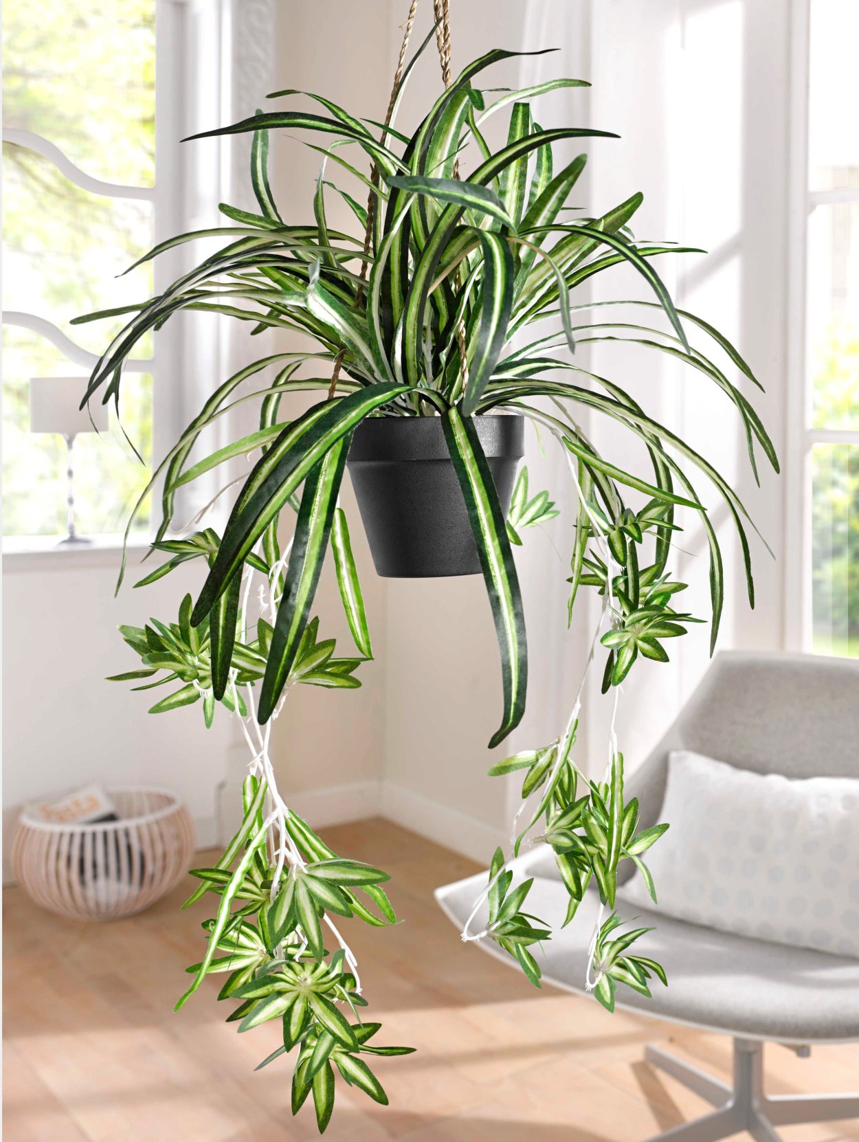 Хлорофитум цветет