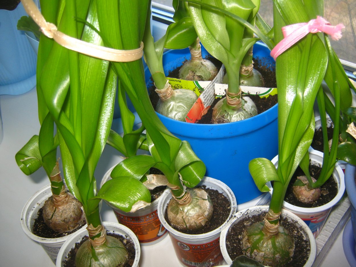 Индийский лук птицемлечник лечебный