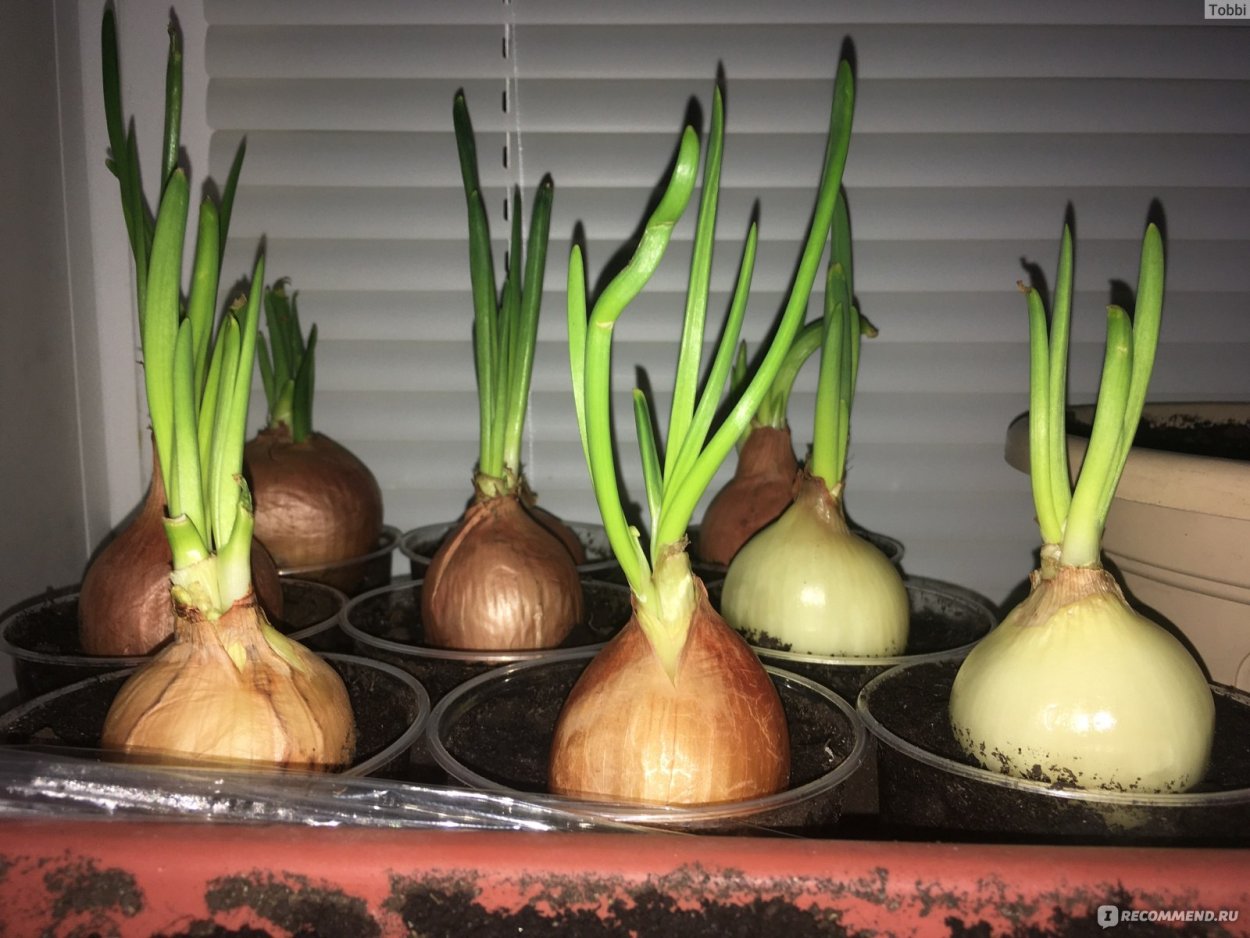 Зелёный лук на подоконнике
