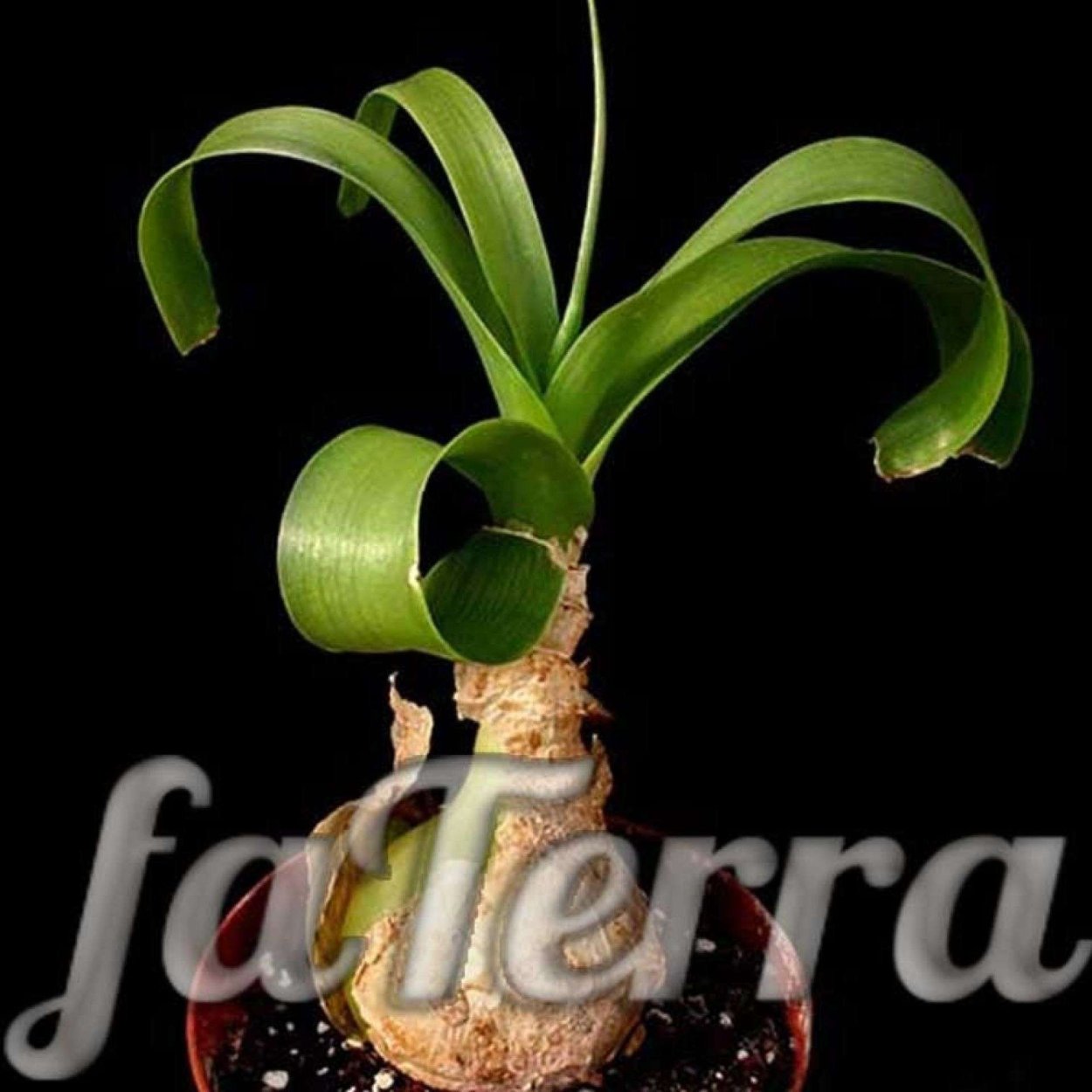 Гиппеаструм индийский лук