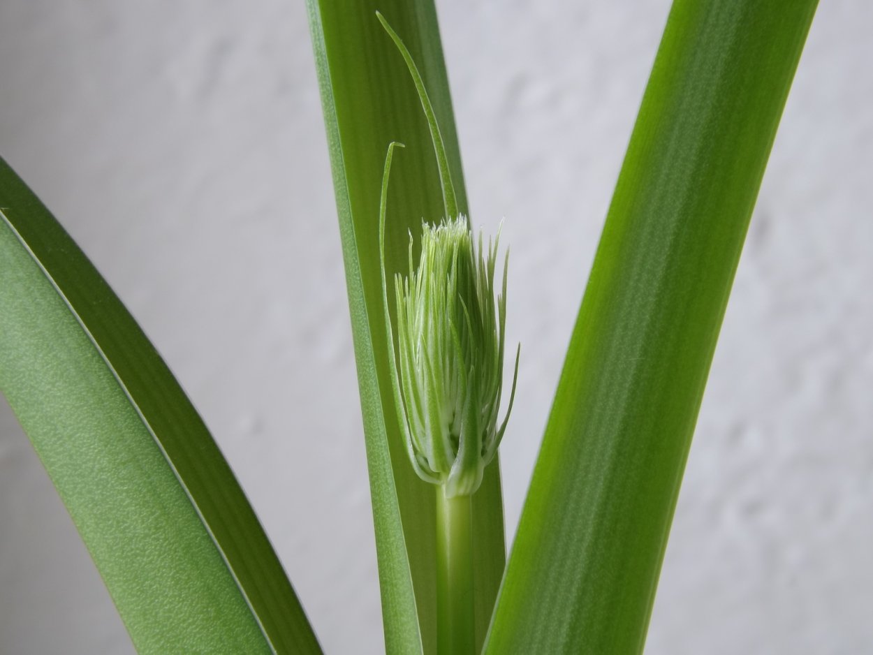 Индийский лук листья