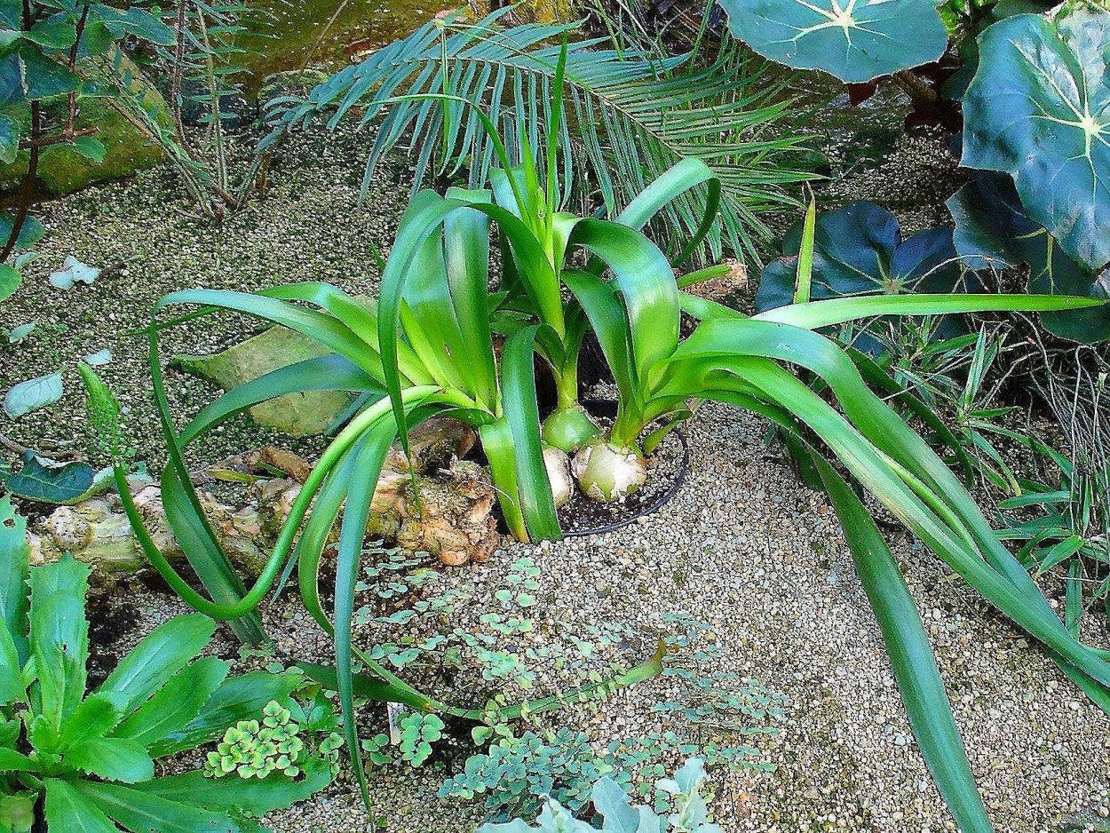 Индийский лук птицемлечник лечебный