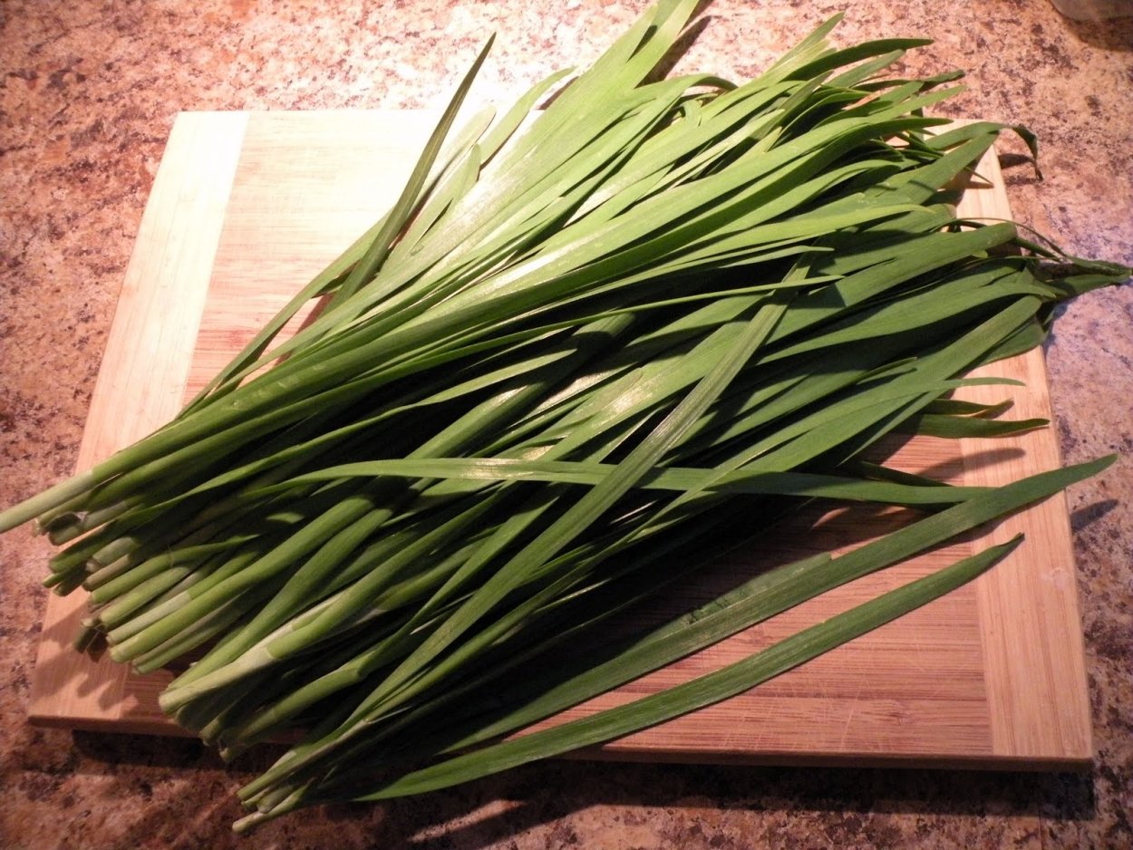 Широколистный китайский лук