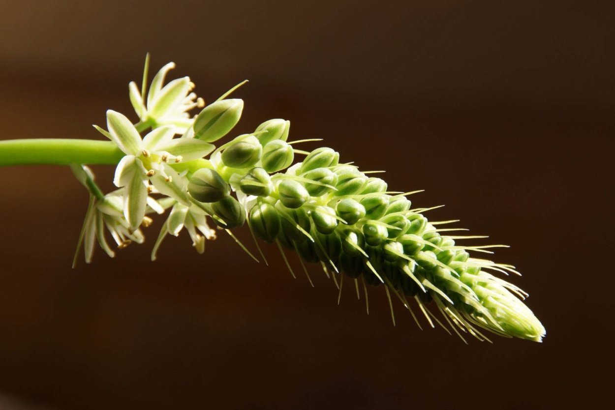 Индийский лук птицемлечник