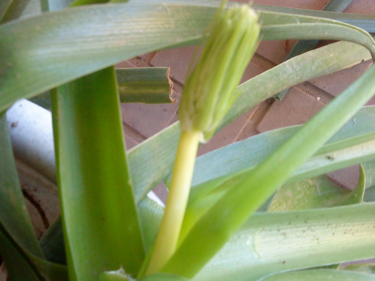 Индийский лук цветение