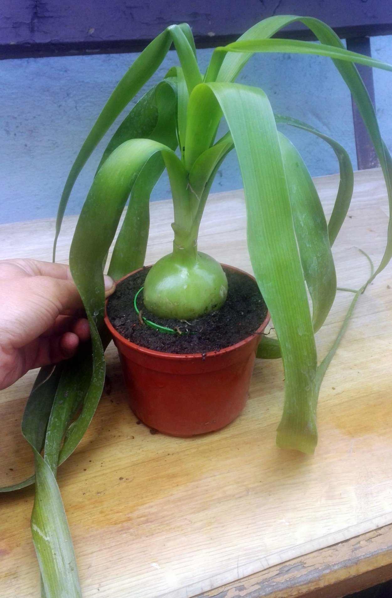 Гиппеаструм индийский лук