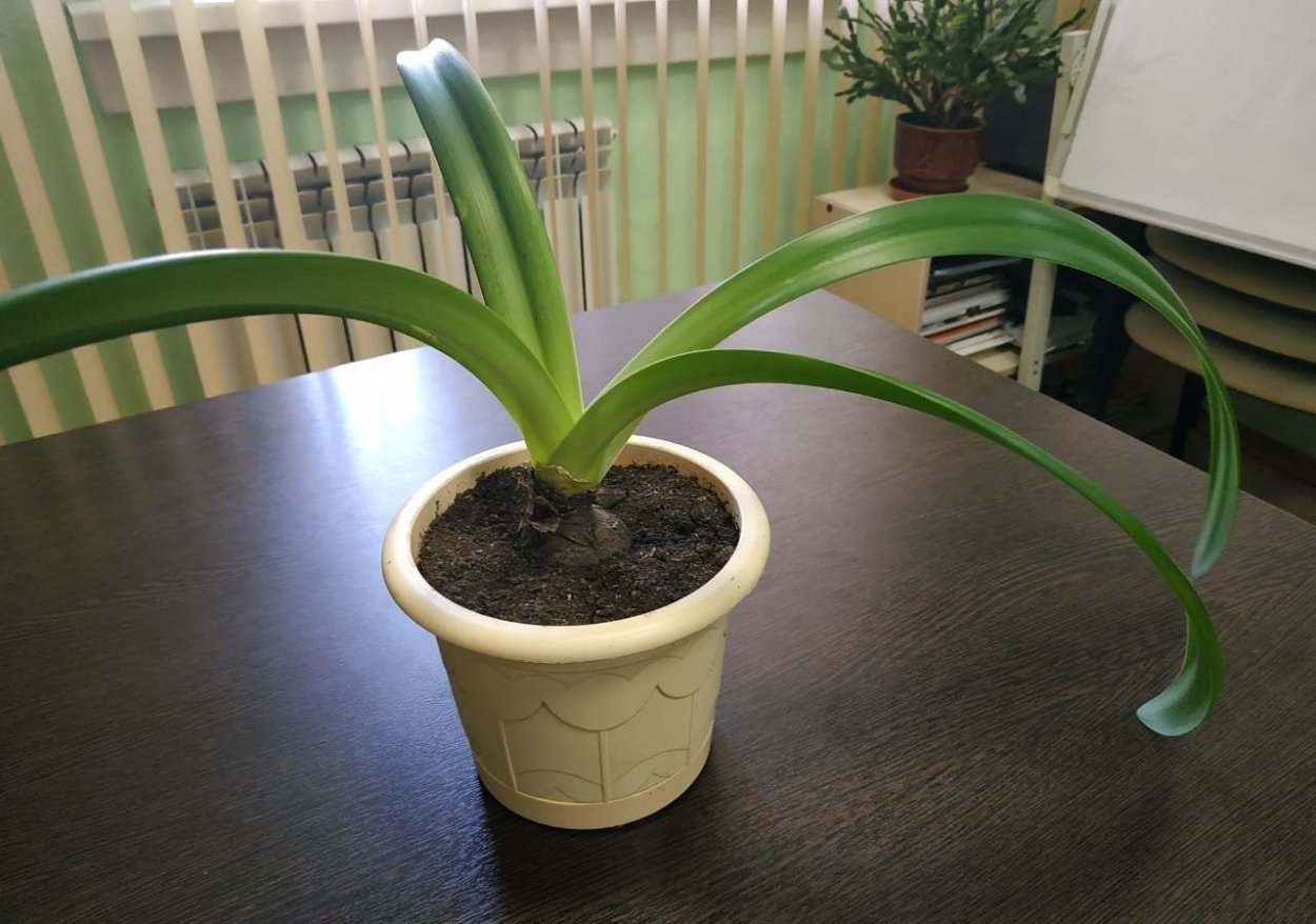 Гиппеаструм цветок отцвел