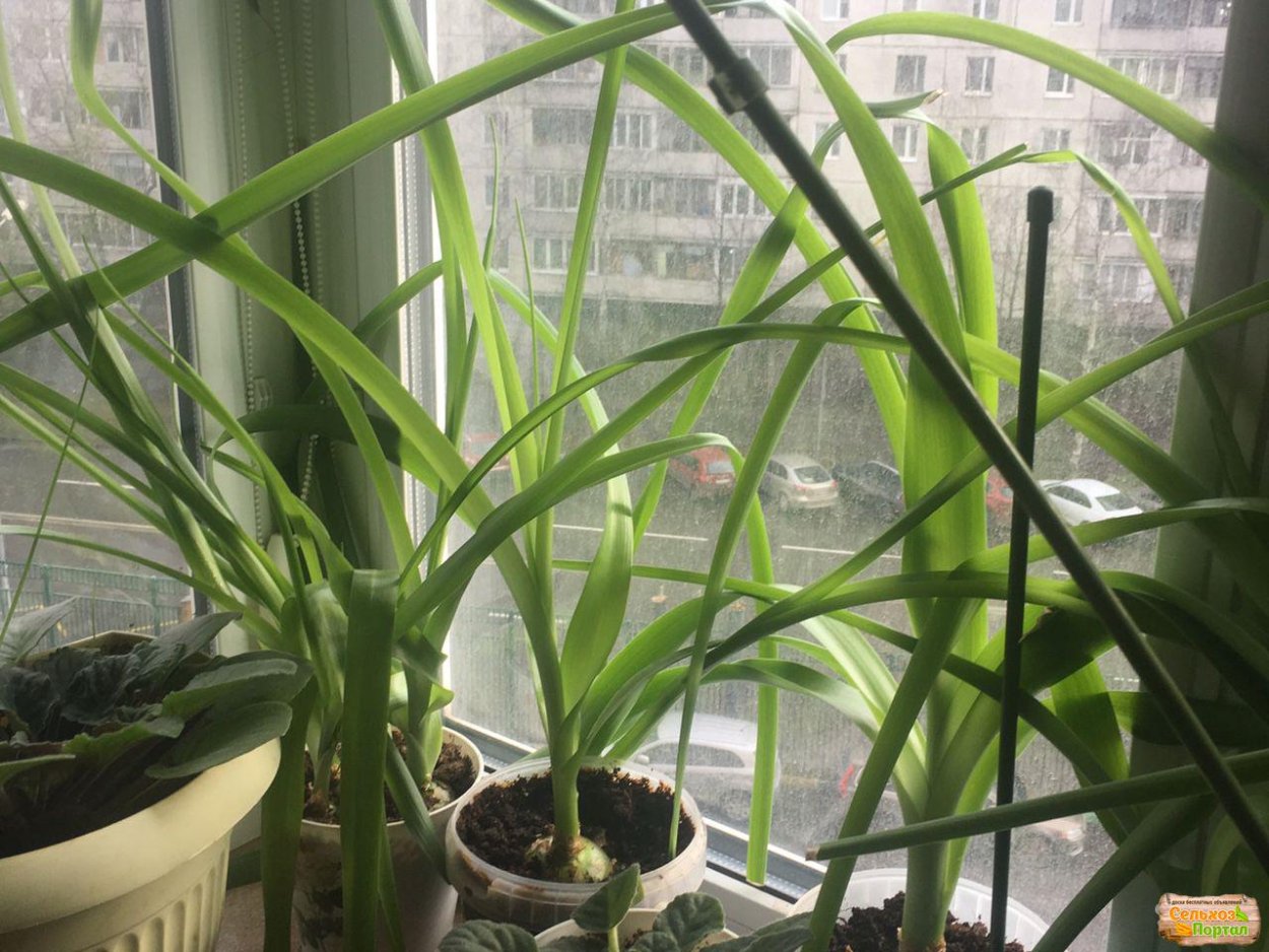 Индийский лук