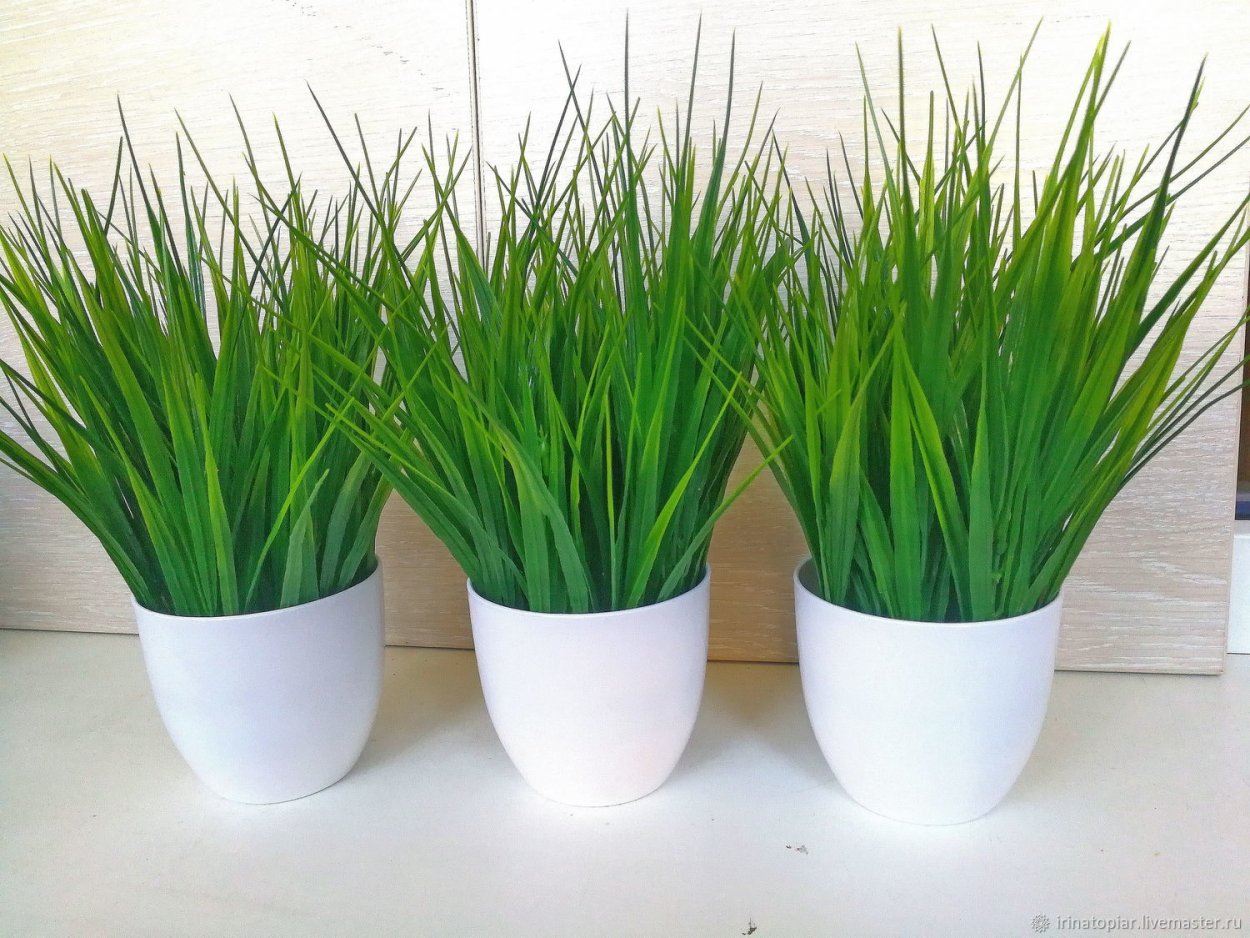 Трава в горшках для интерьера