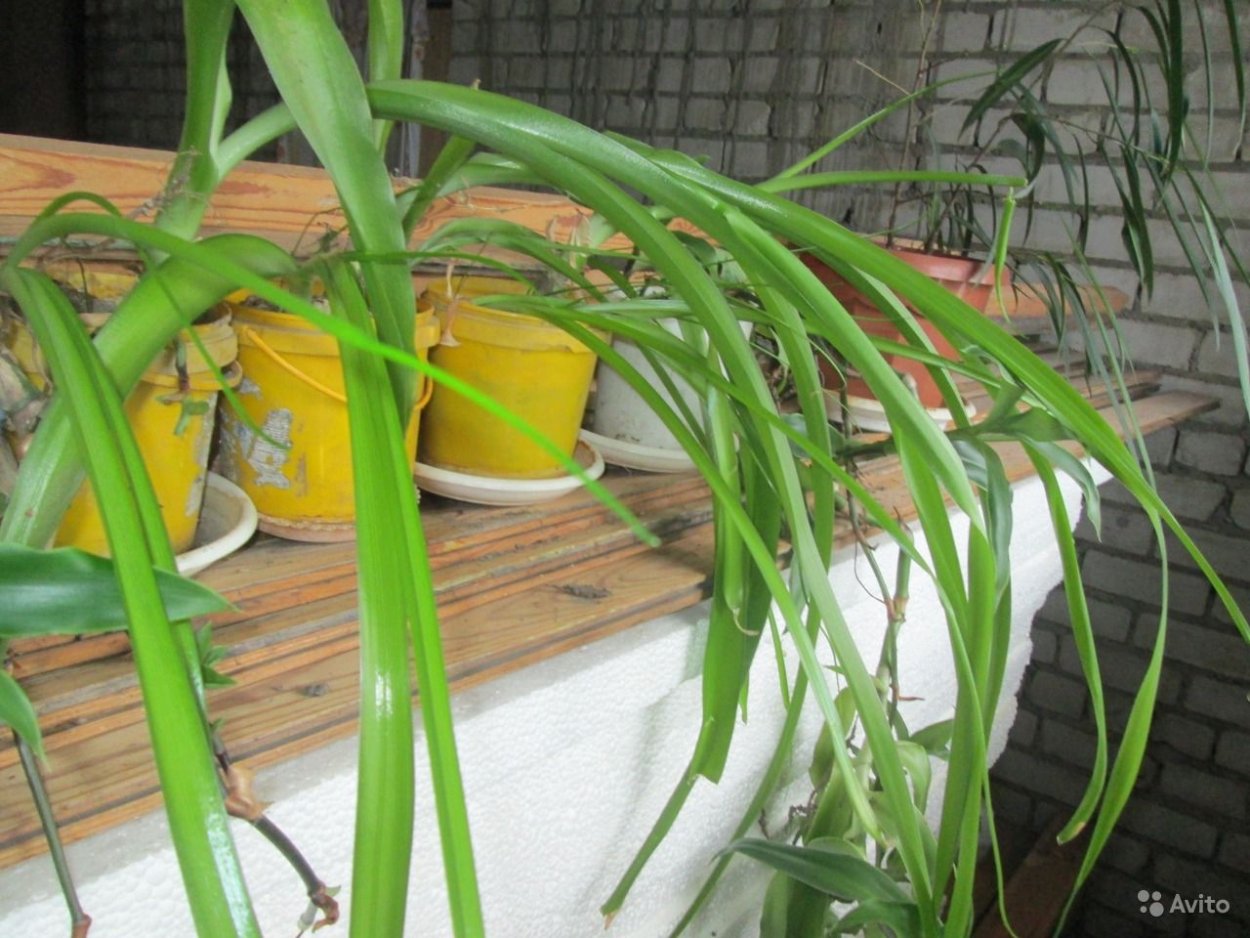 Лечебное растение китайский лук