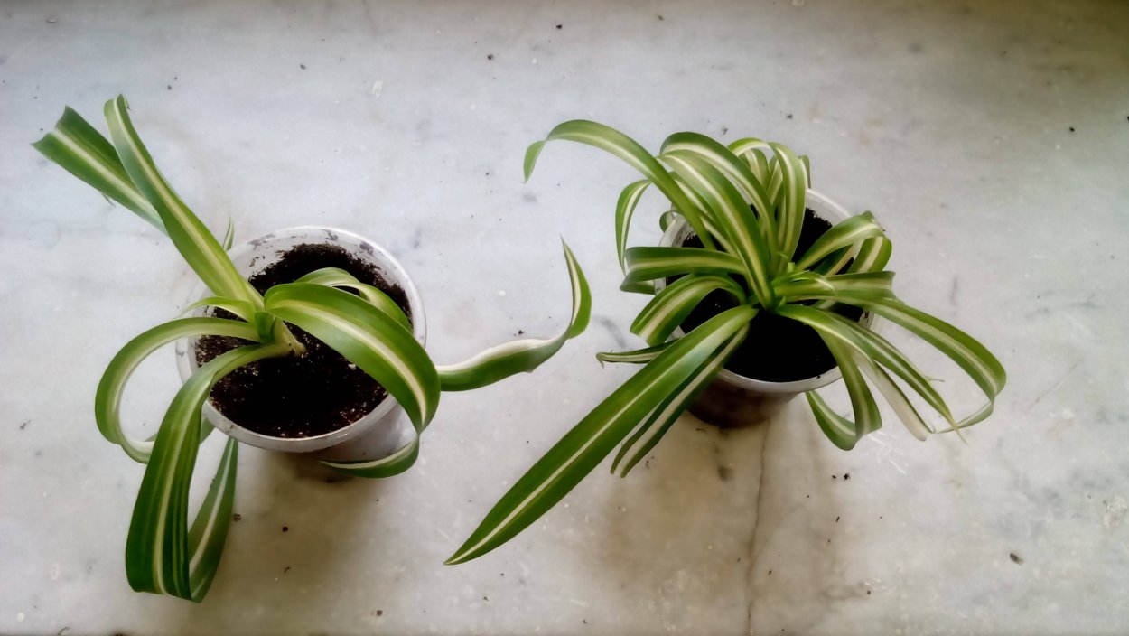 Хлорофитум отростки