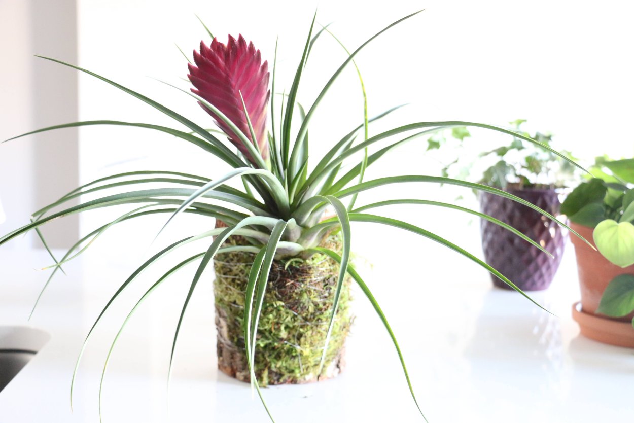 Тилландсия лаутнери