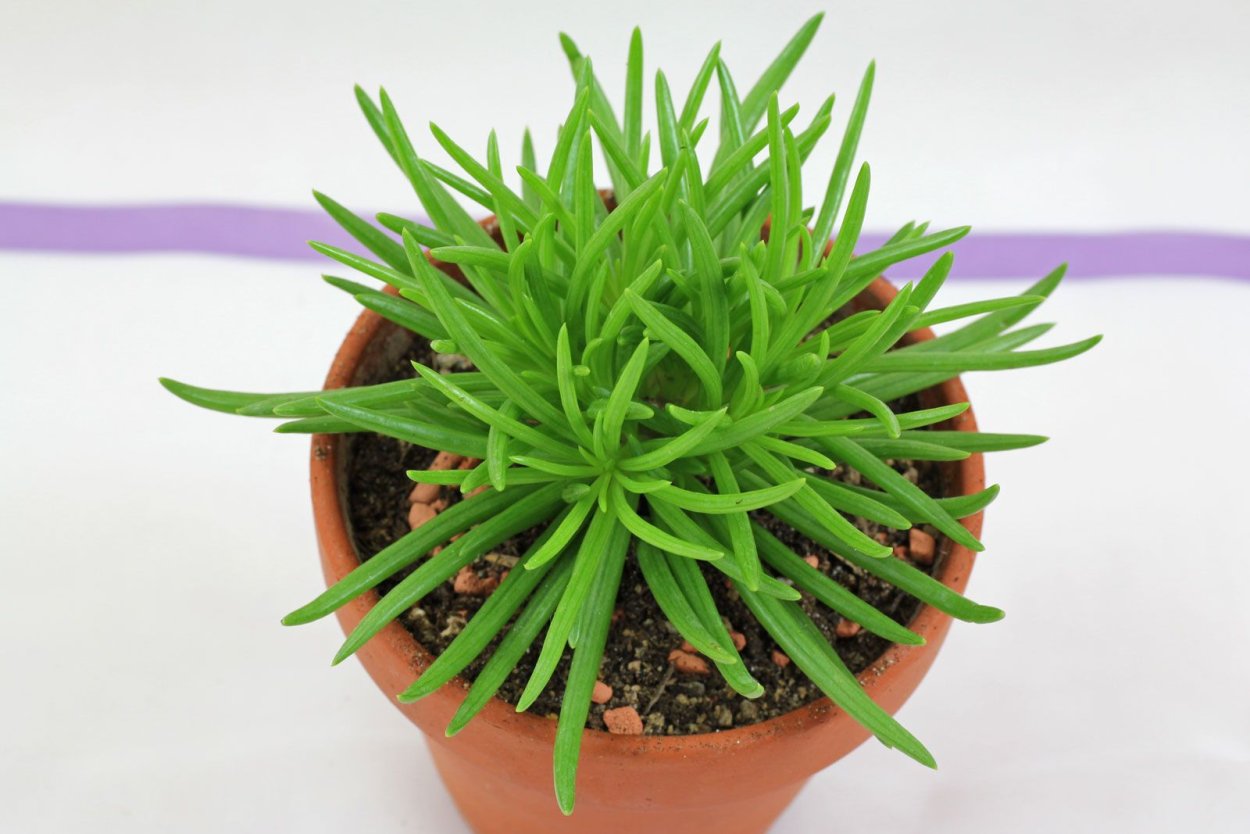 Крестовник барбертоникус