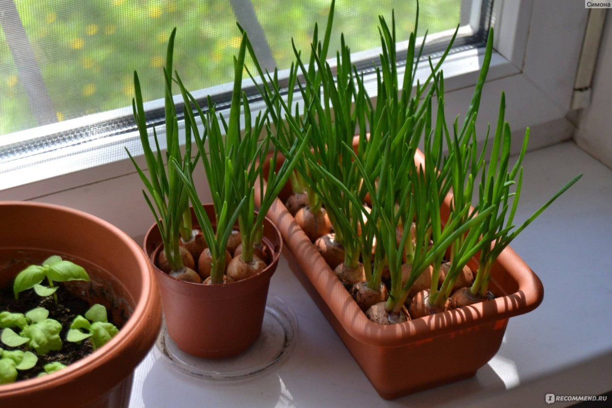 Лук севок на подоконнике для зелени