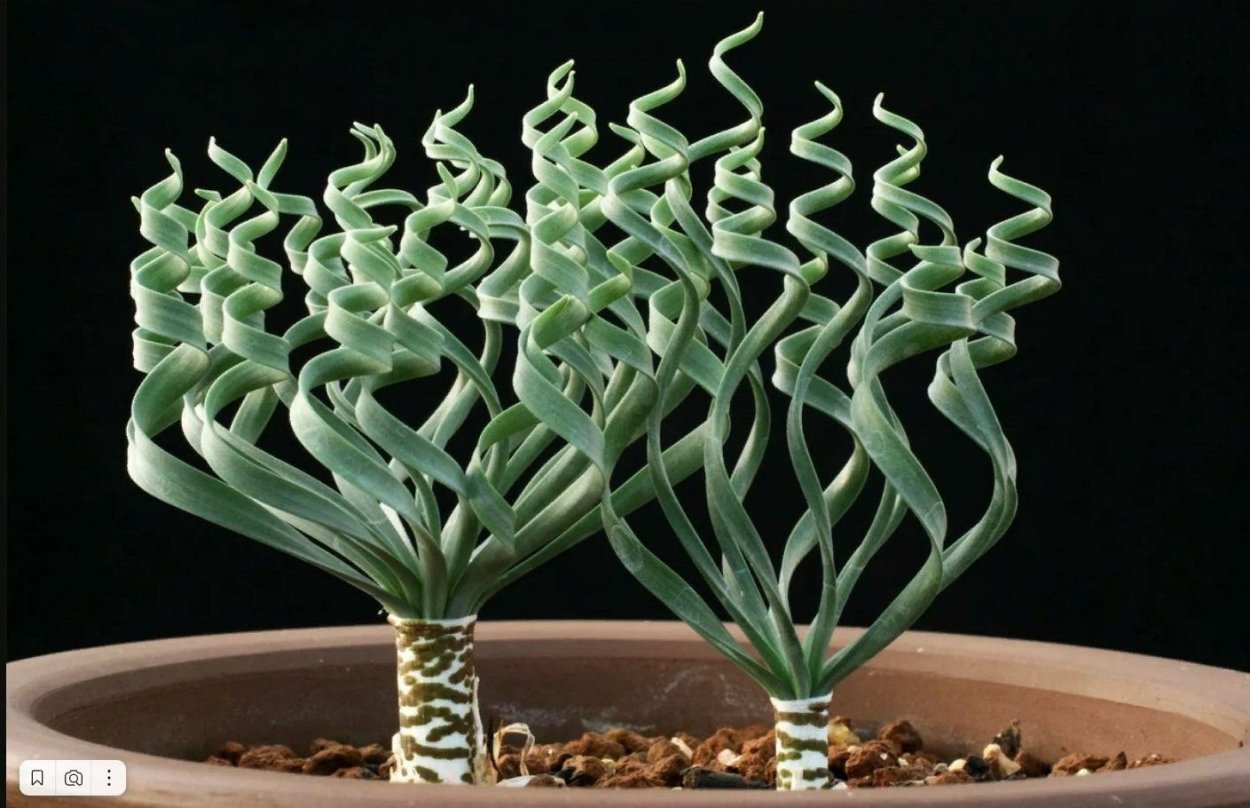 Крассула трахиандра