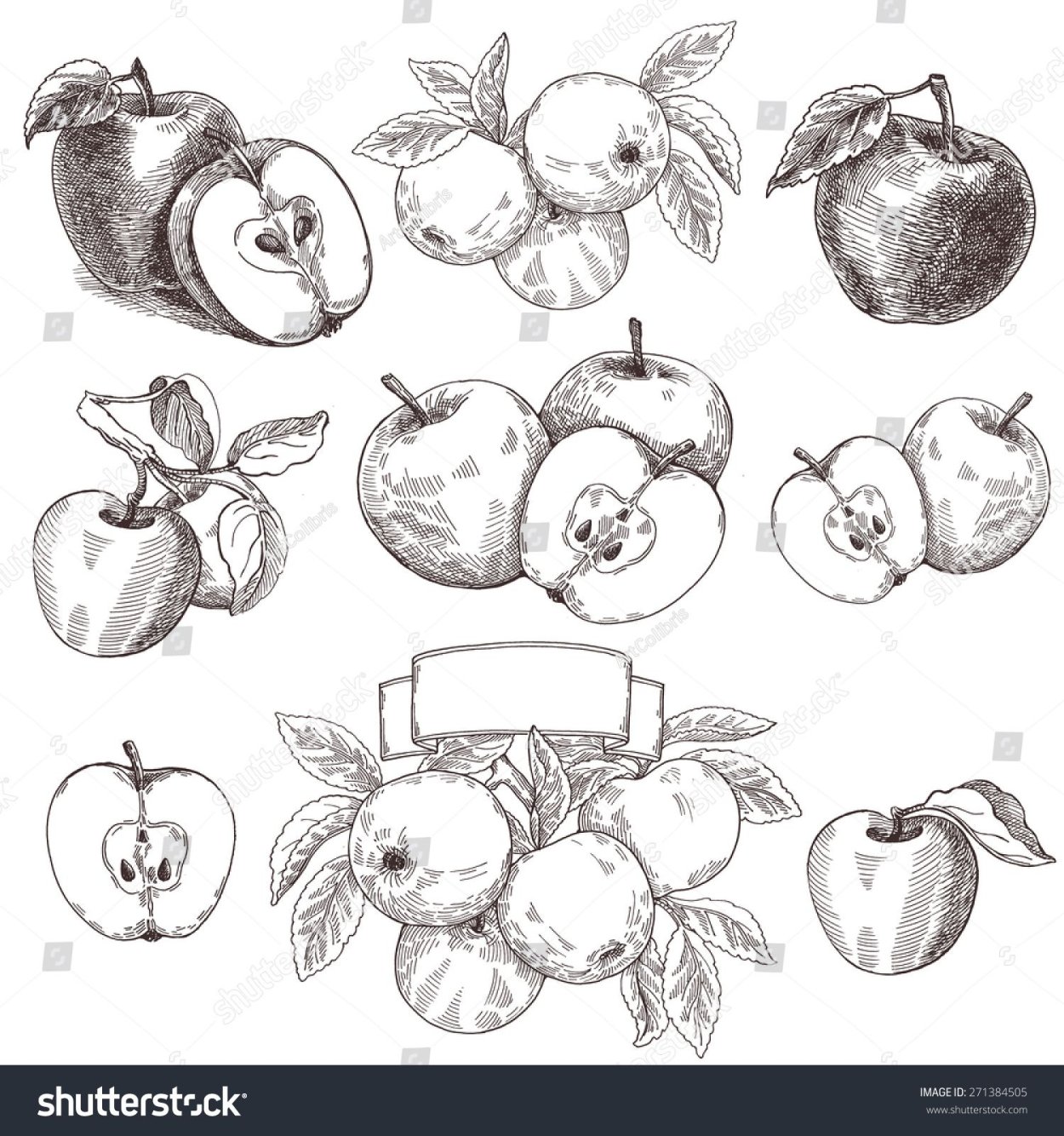 Яблоко скетч вектор