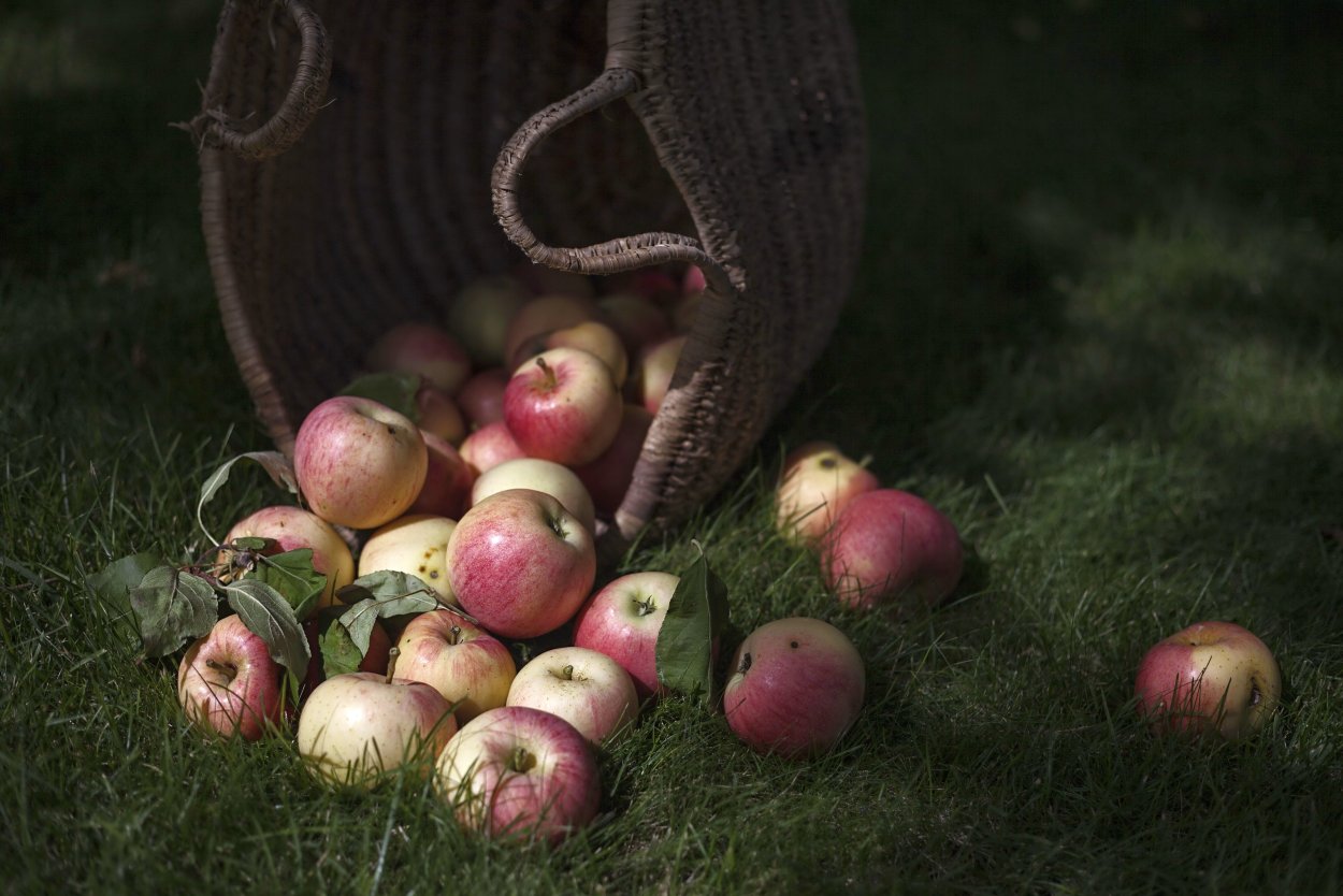 Рассыпанные яблоки