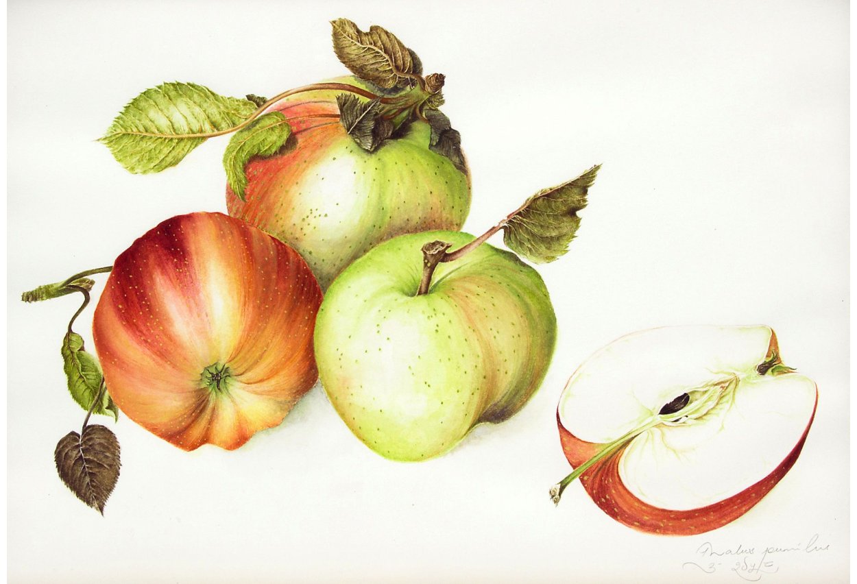 Ботаническая живопись Венсан груши