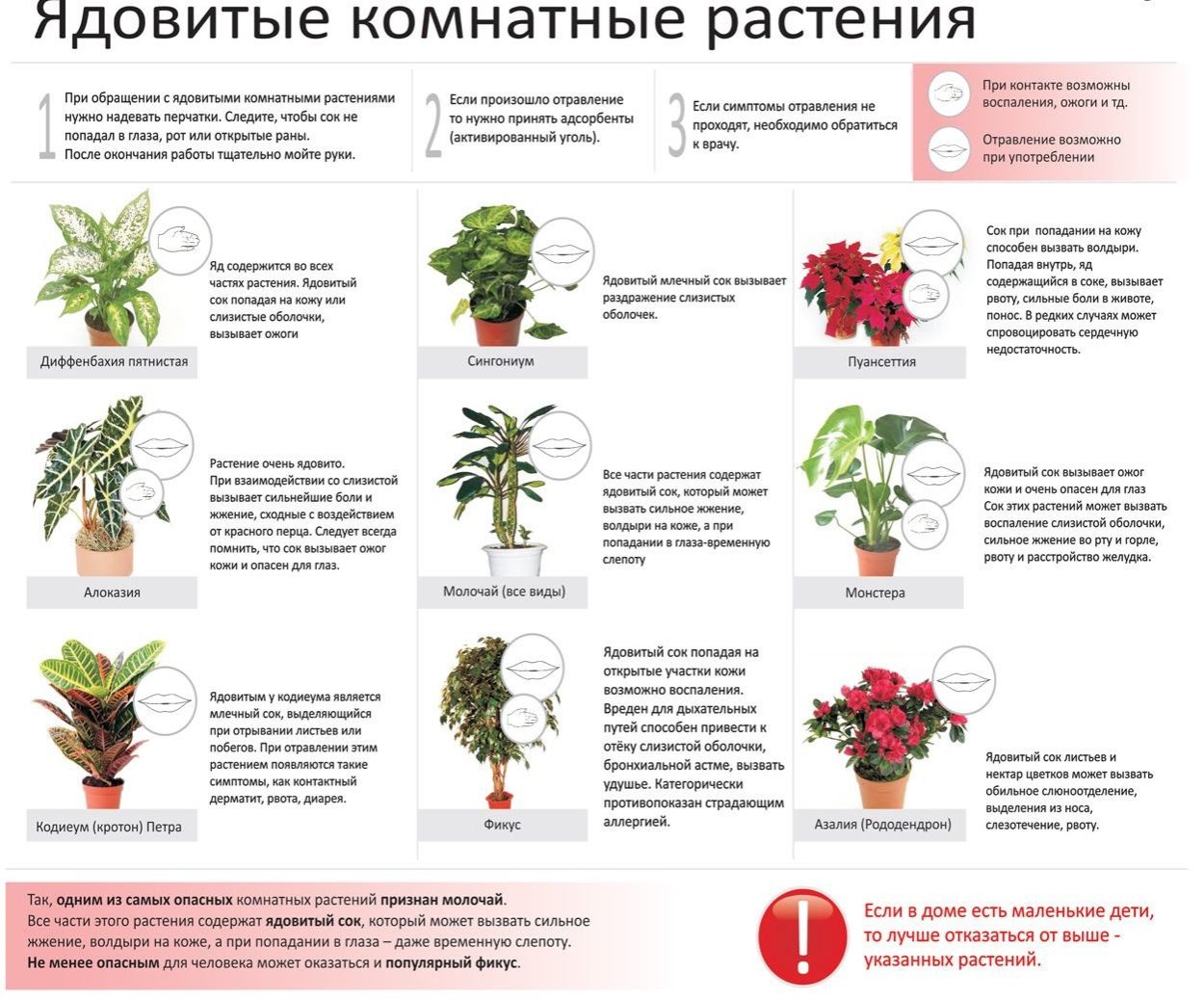 Ядовитые опасные комнатные цветы и растения