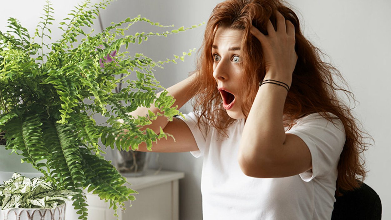 Комнатные растения аллергены