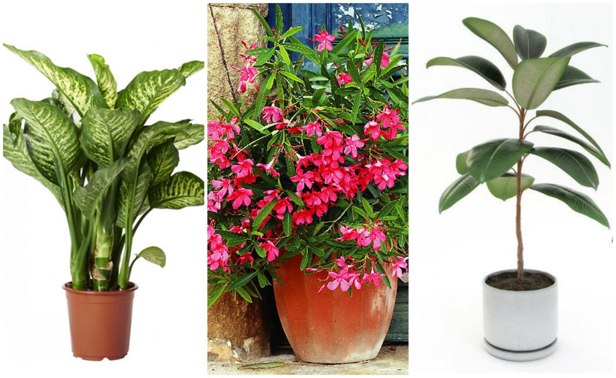 Ядовитый цветок домашний