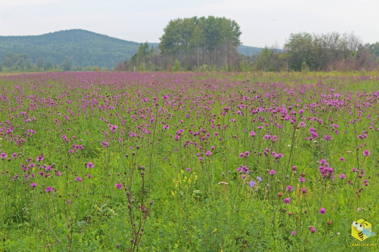 Медоносные травы Западной Сибири