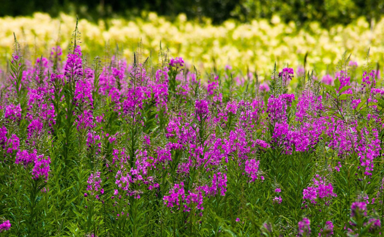 Иван-чай узколистный