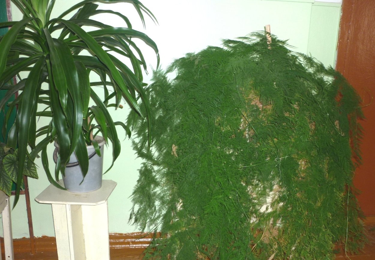 Комнатный цветок не Цветущий