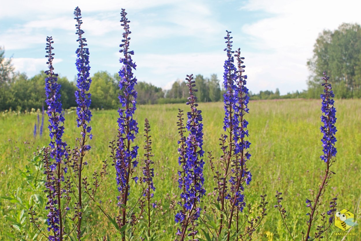 Вика растение медонос