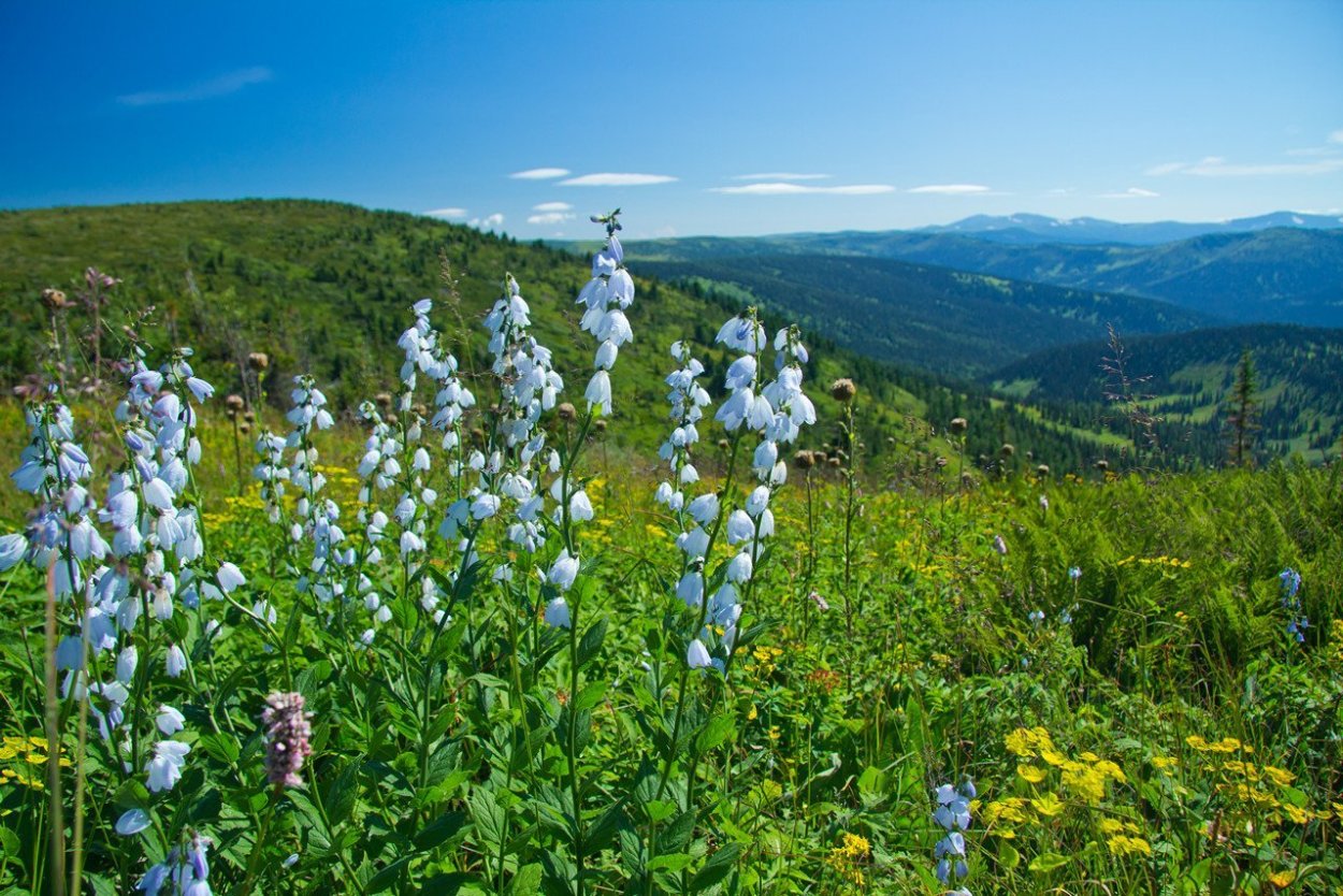 Кузнецкий Алатау Альпийские Луга