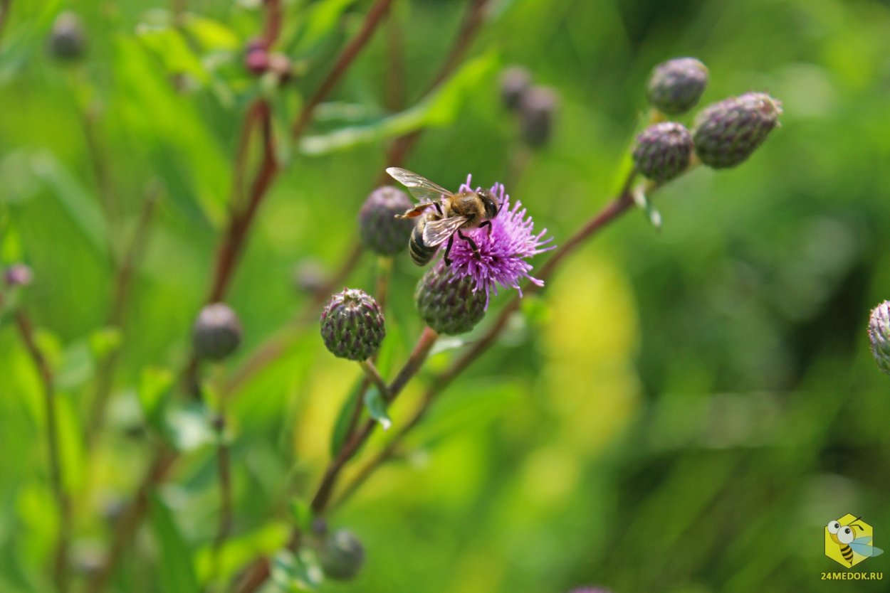 Медоносные цветы Урала