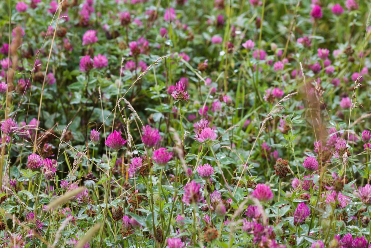 Клевер розовый медонос