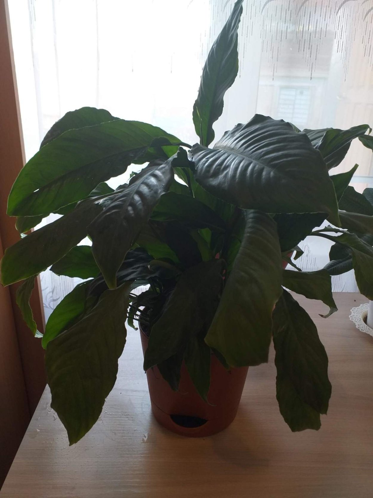 Домашние цветы тихие убийцы