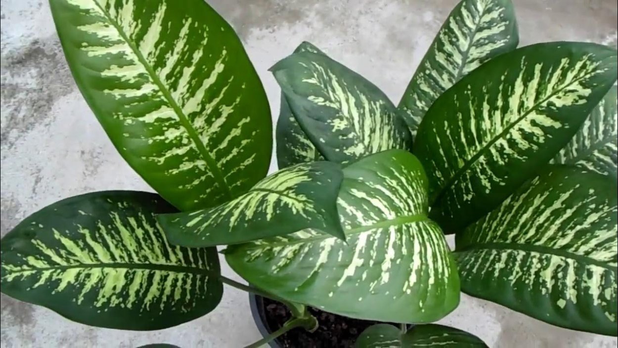 Диффенбахия dumb Cane